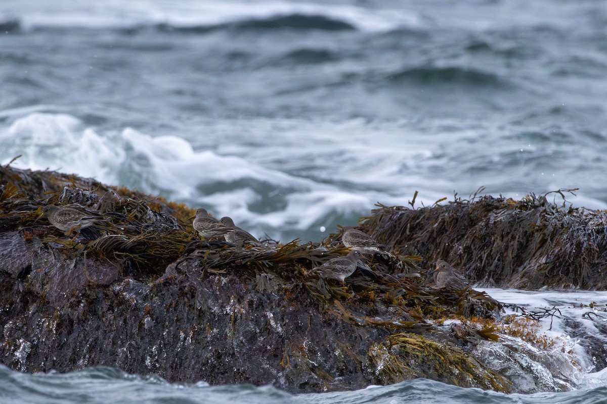 Purple Sandpiper - ML645676412