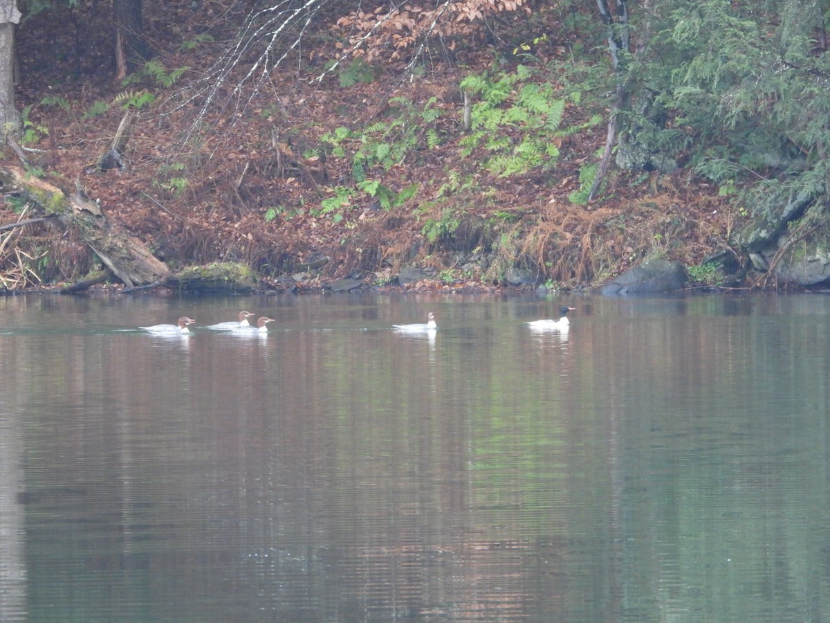 Common Merganser - ML645676422