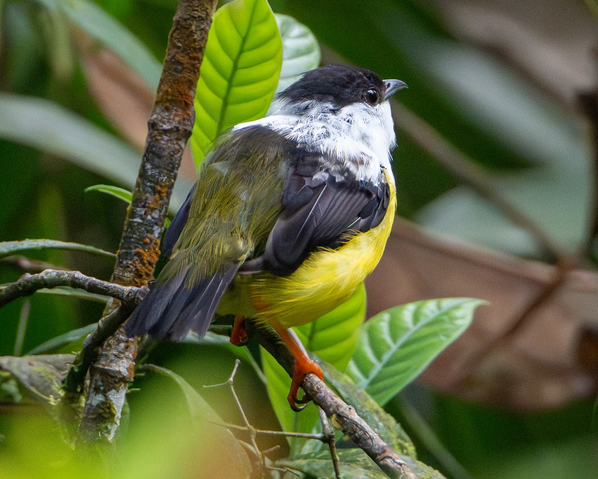 White-collared Manakin - ML645676429