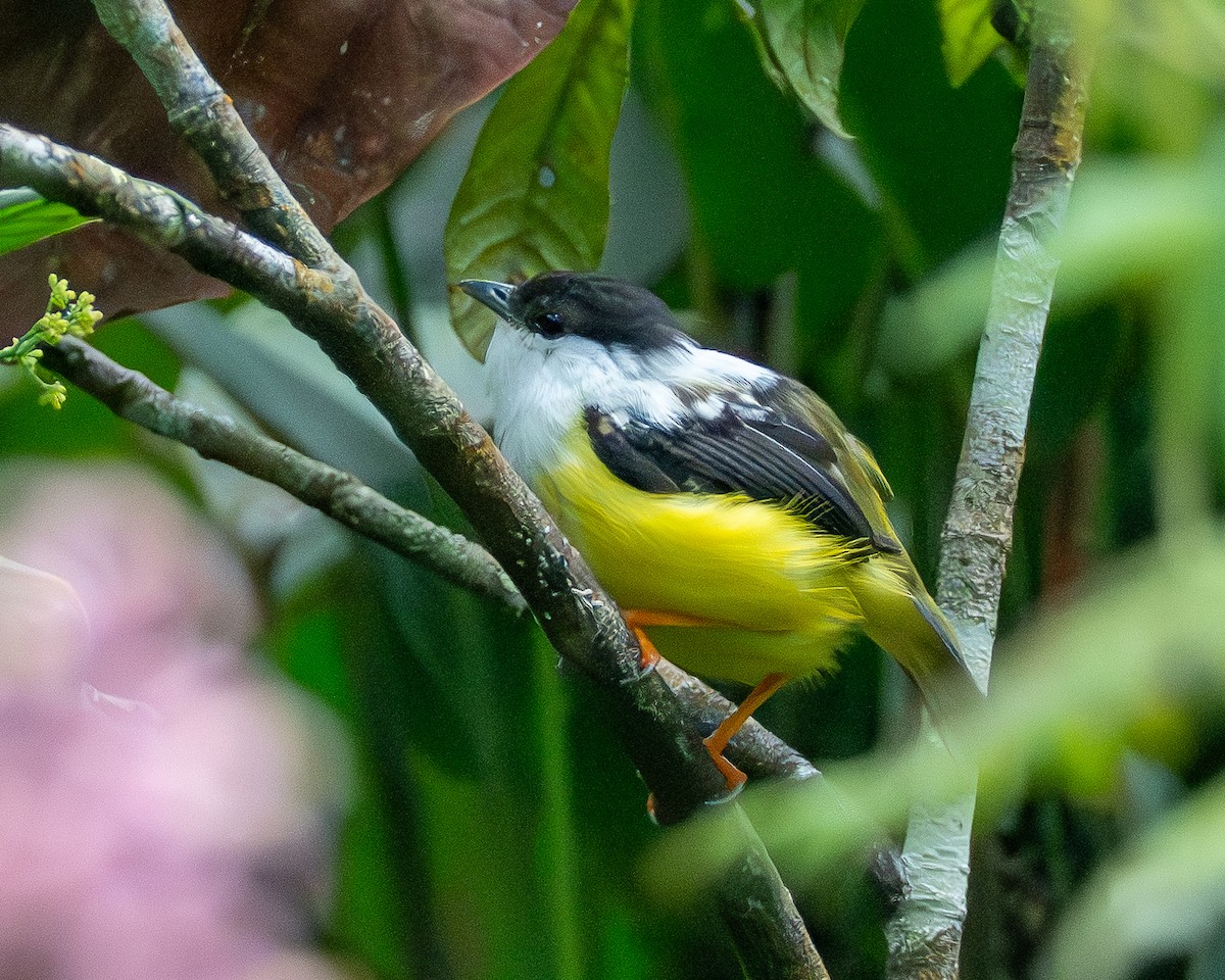White-collared Manakin - ML645676431