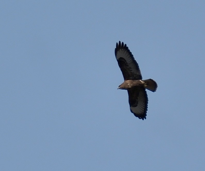 Common Buzzard - ML645676441