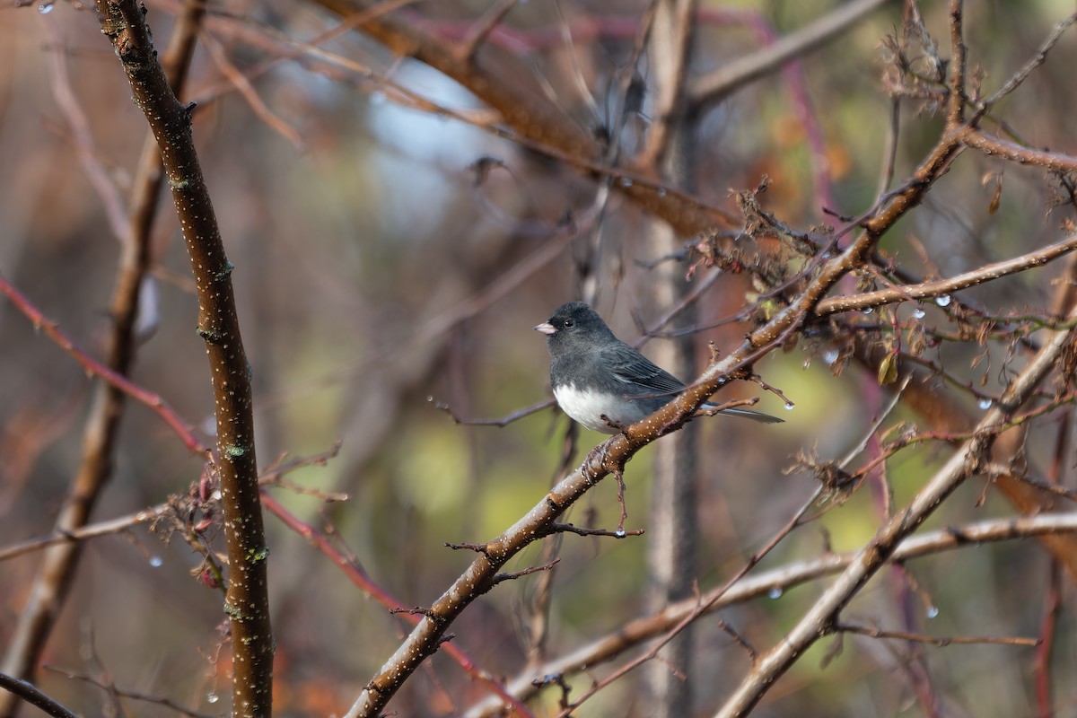 Dark-eyed Junco (Slate-colored) - ML645676443
