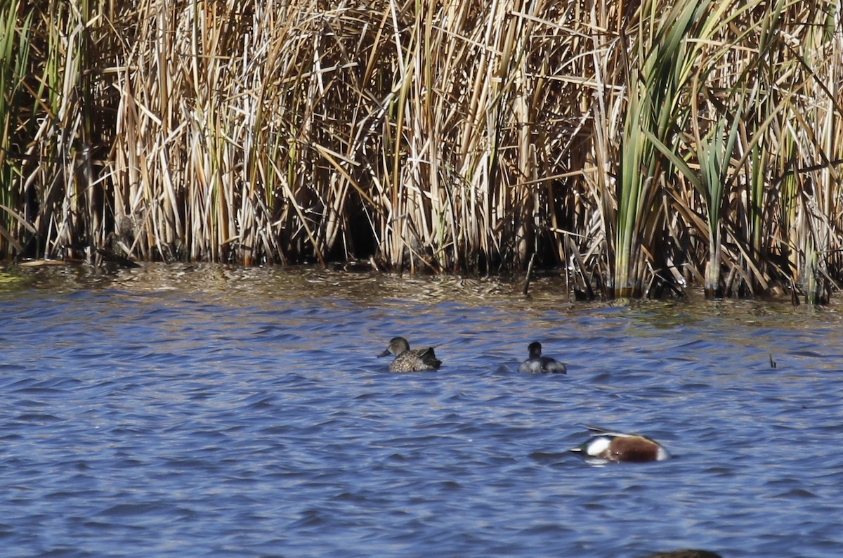 Blue-winged/Cinnamon Teal - ML645676447