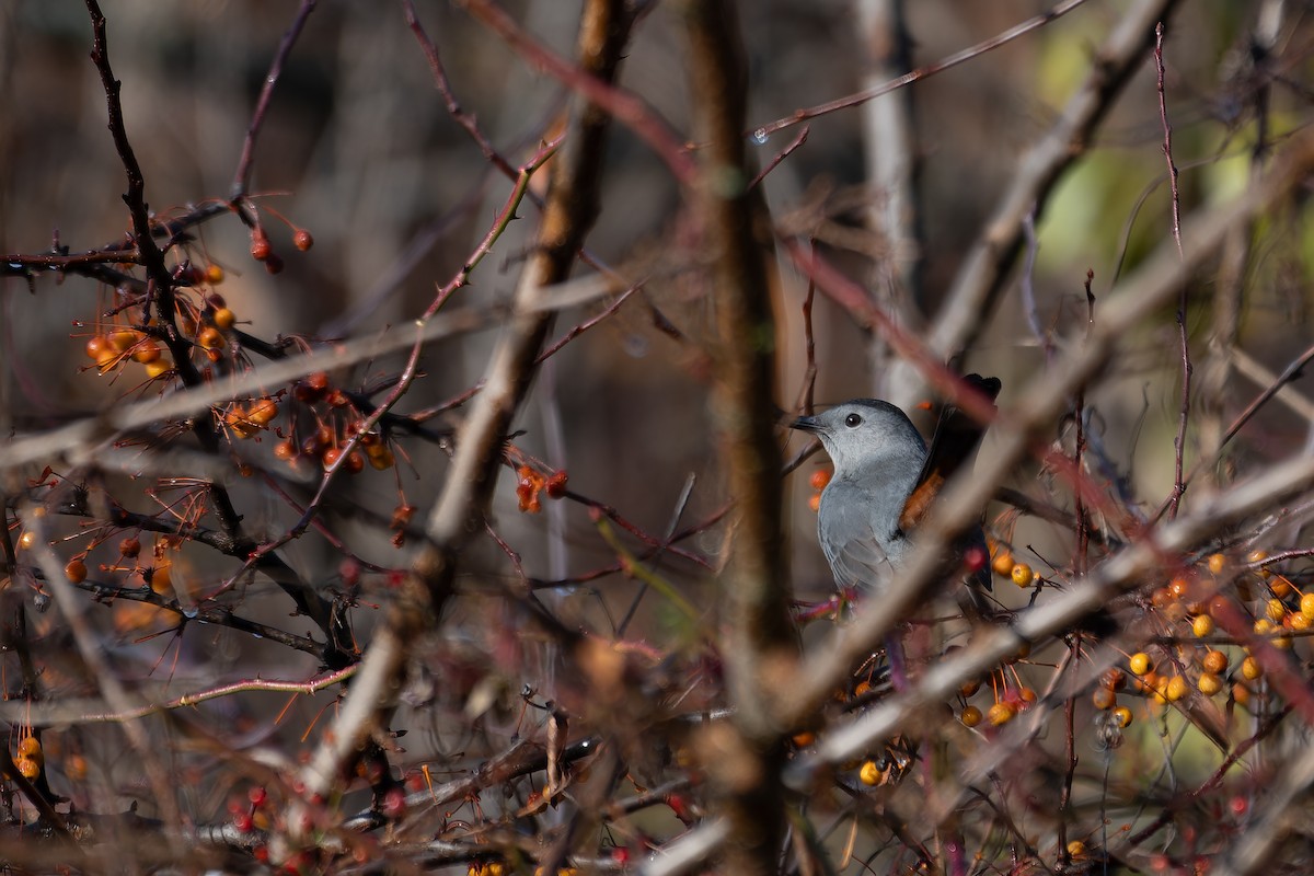 Gray Catbird - ML645676454