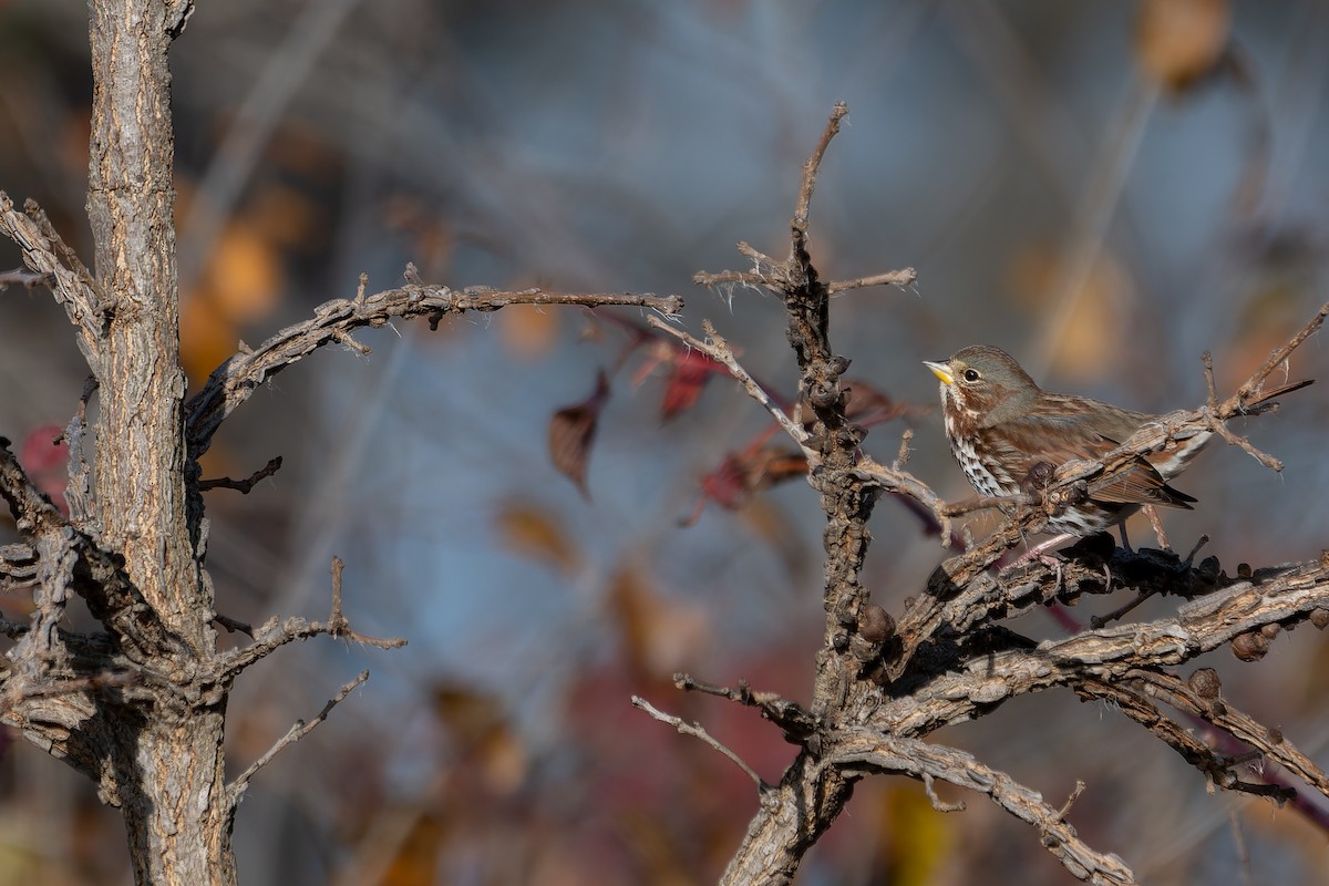 Fox Sparrow (Red) - ML645676460