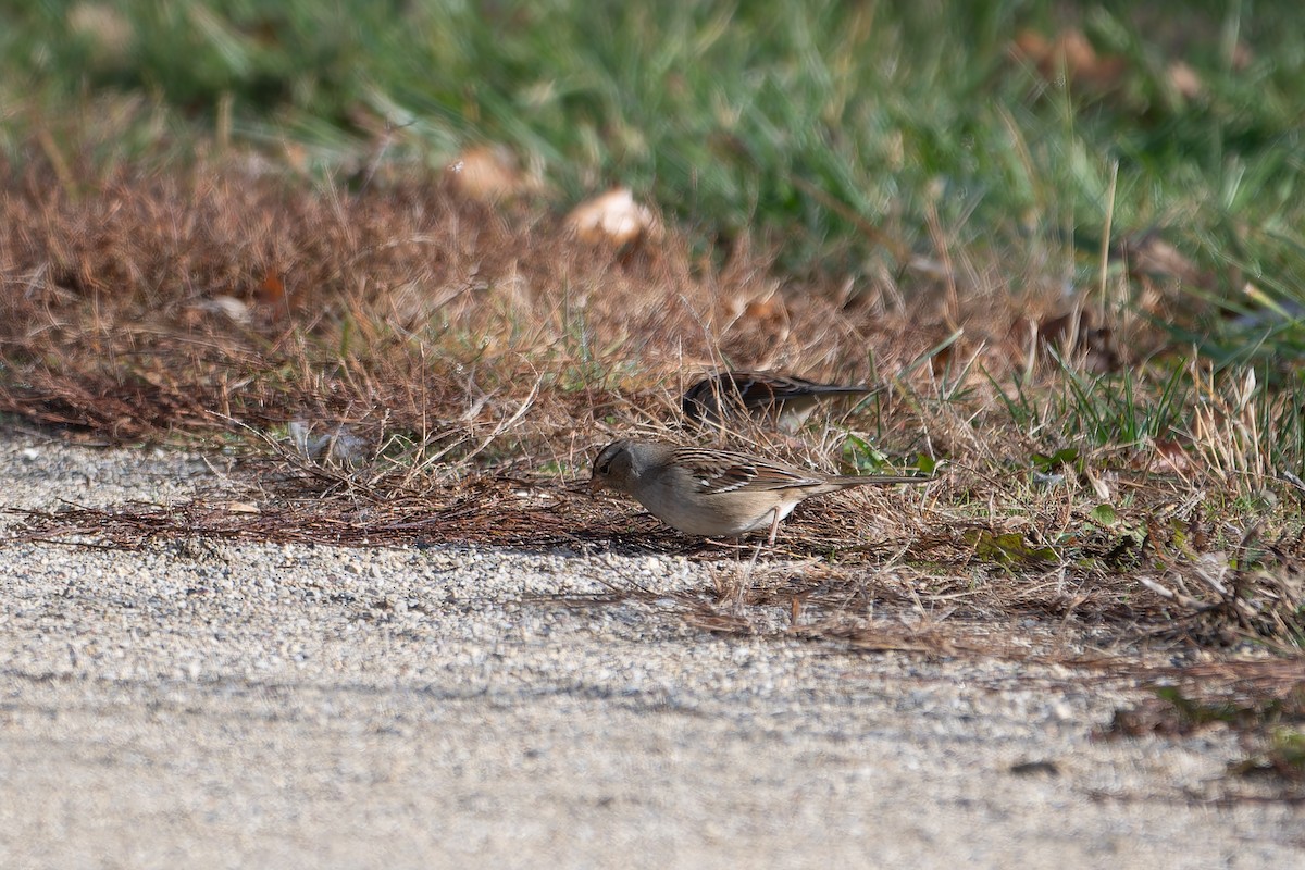 White-crowned Sparrow - ML645676465