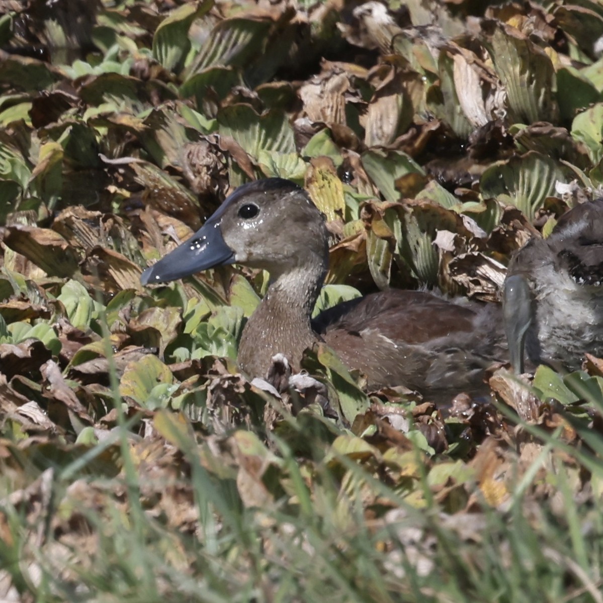 Black-bellied Whistling-Duck - ML645676467