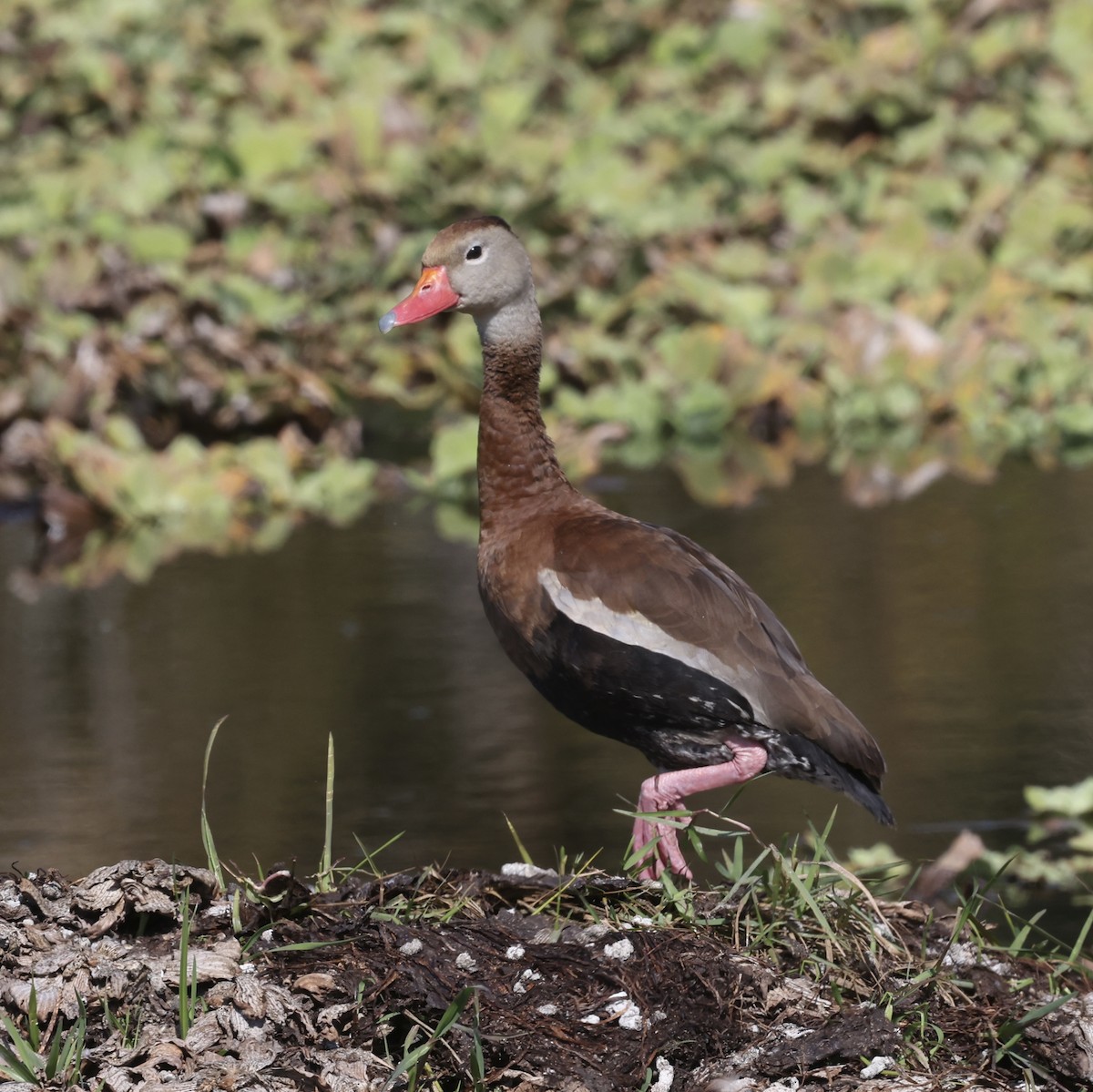 Black-bellied Whistling-Duck - ML645676468