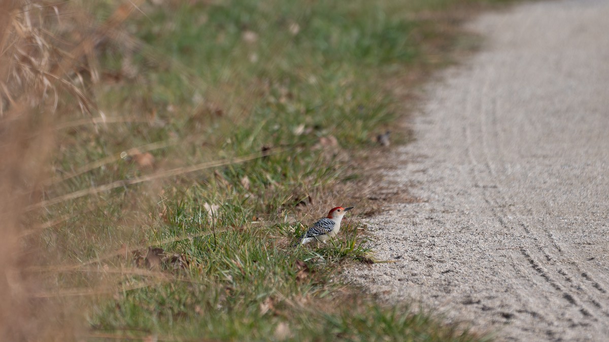 Red-bellied Woodpecker - ML645676471