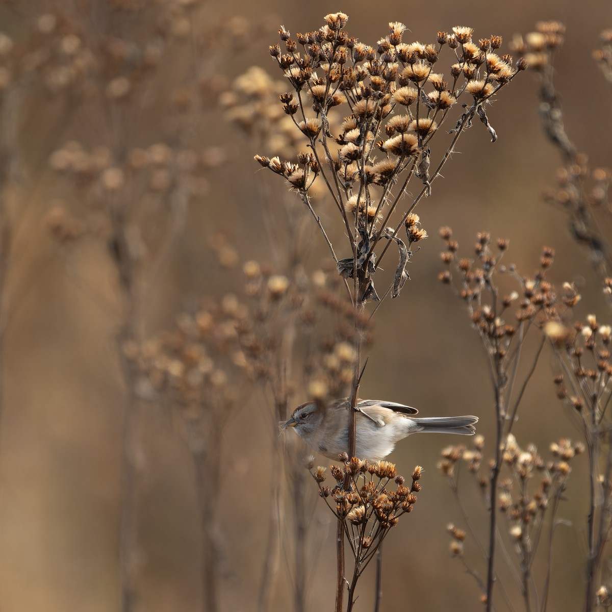 American Tree Sparrow - ML645676475