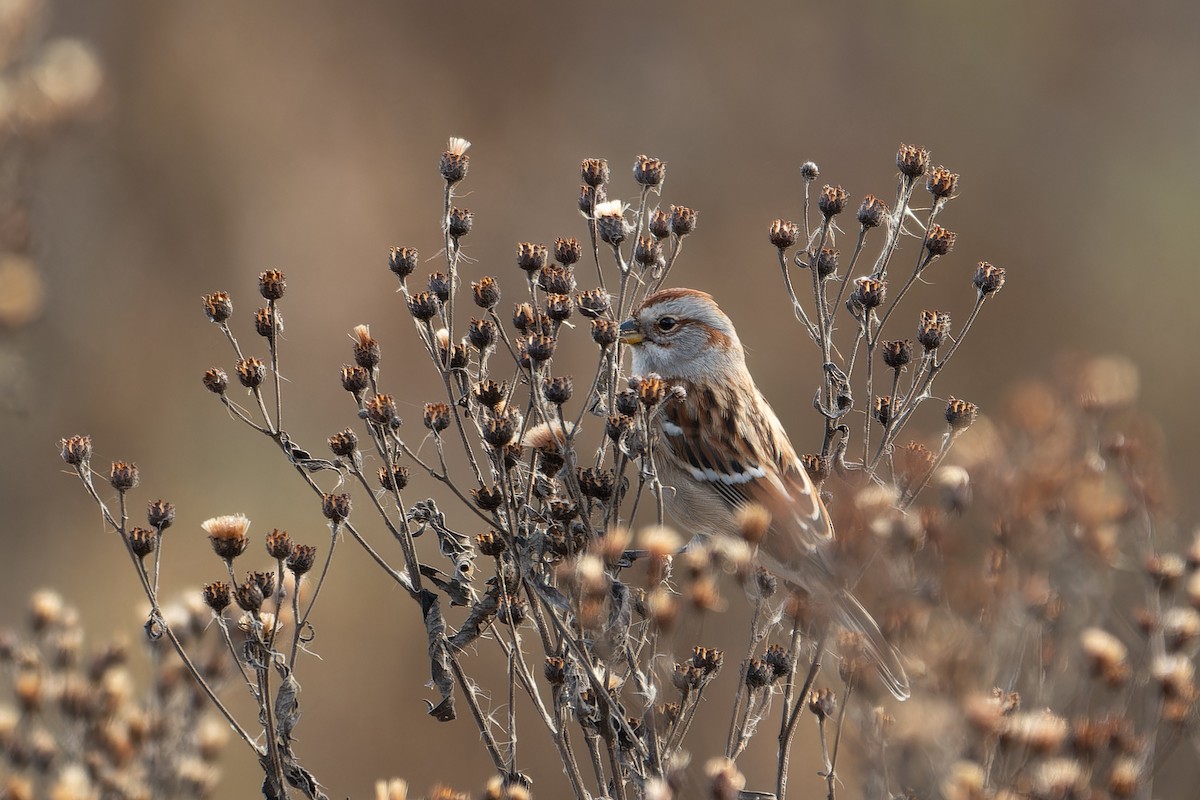 American Tree Sparrow - ML645676478