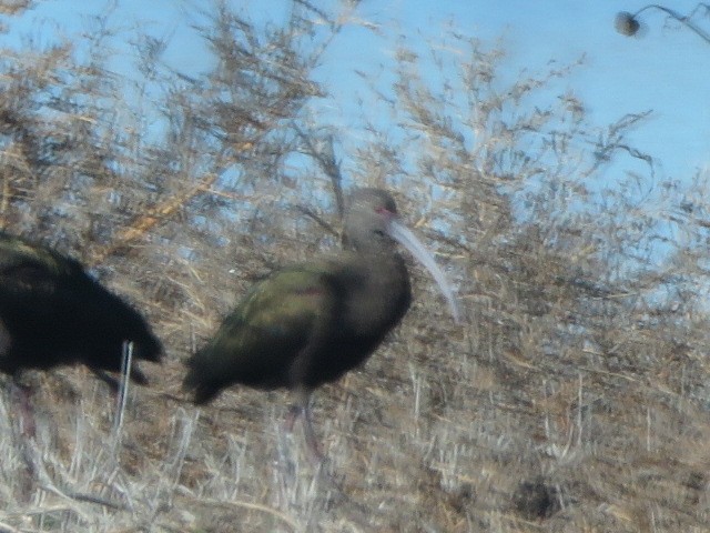 White-faced Ibis - ML645676492