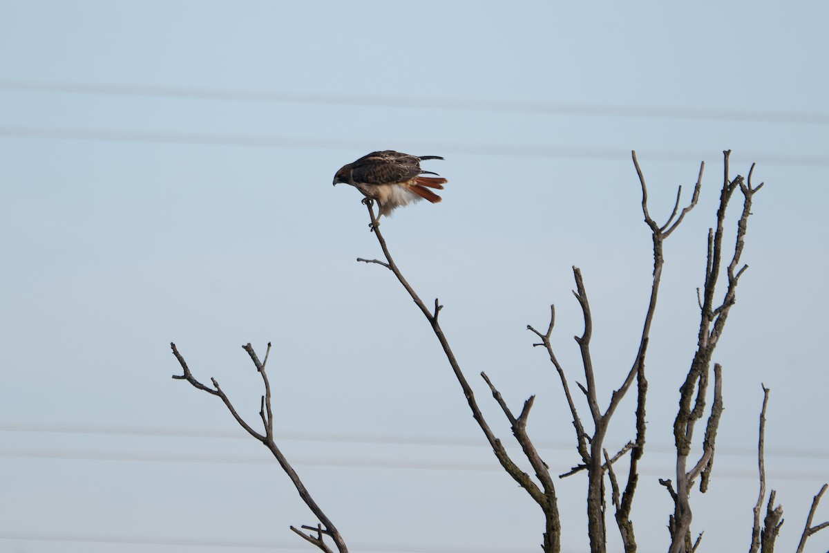 Red-tailed Hawk (borealis) - ML645676496