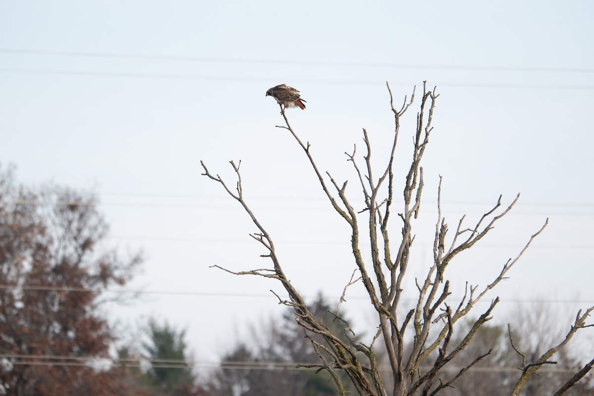 Red-tailed Hawk (borealis) - ML645676500