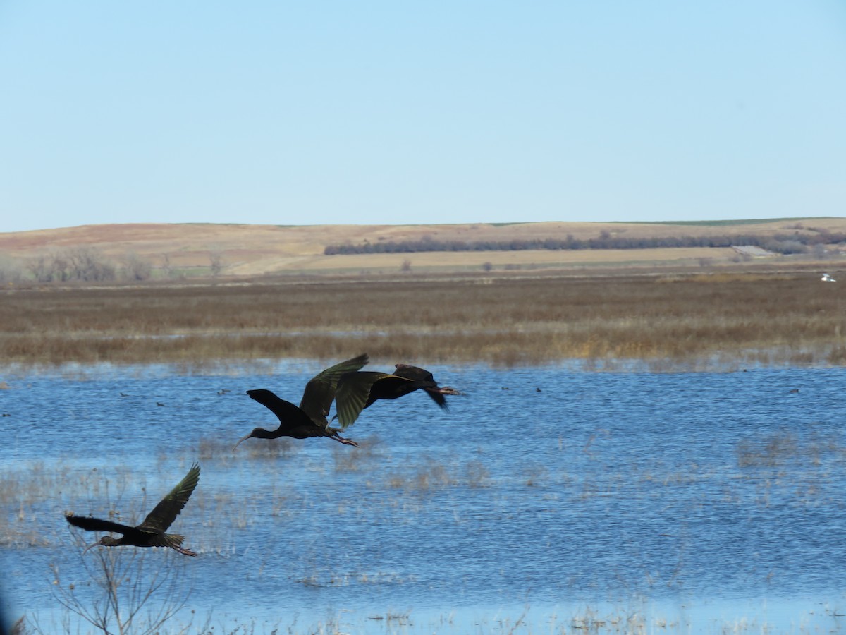 White-faced Ibis - ML645676503