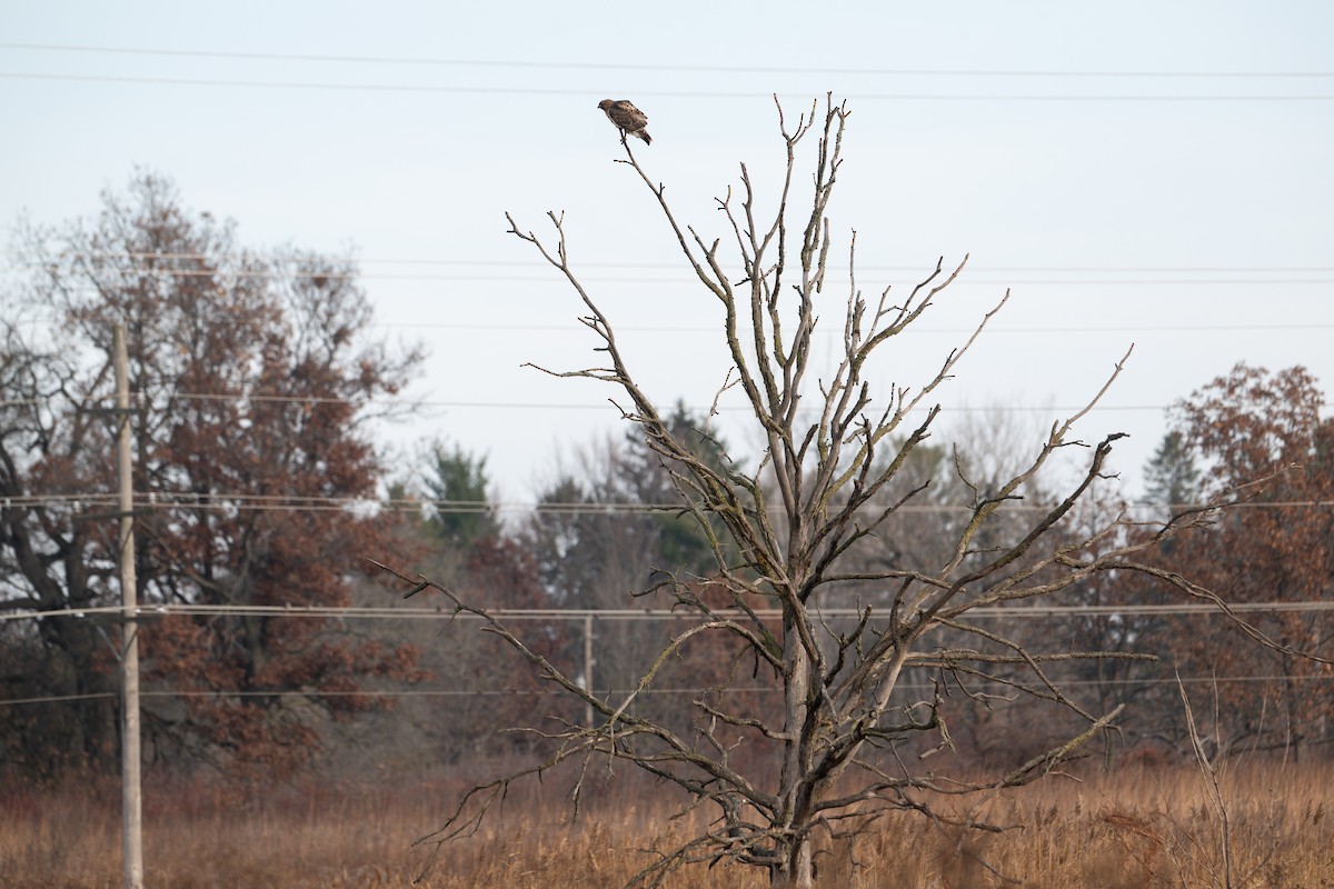 Red-tailed Hawk (borealis) - ML645676505