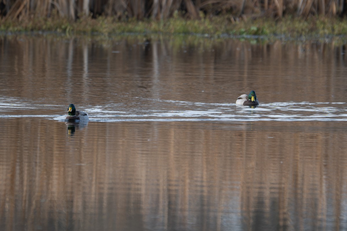 Mallard - ML645676514