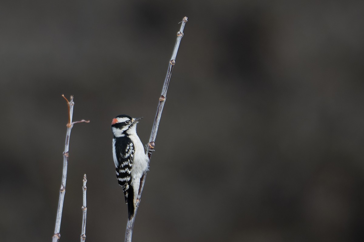 Downy Woodpecker - ML645676517