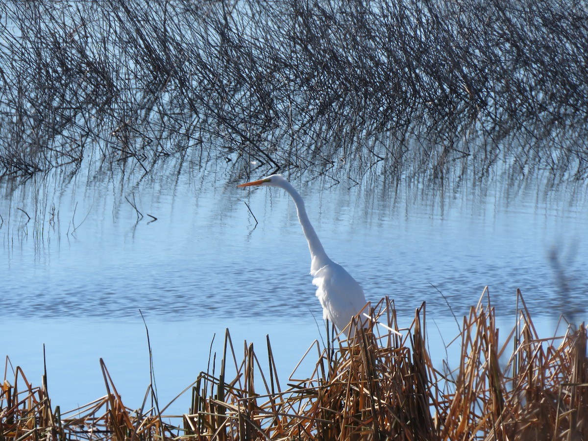 Airone bianco maggiore - ML645676518