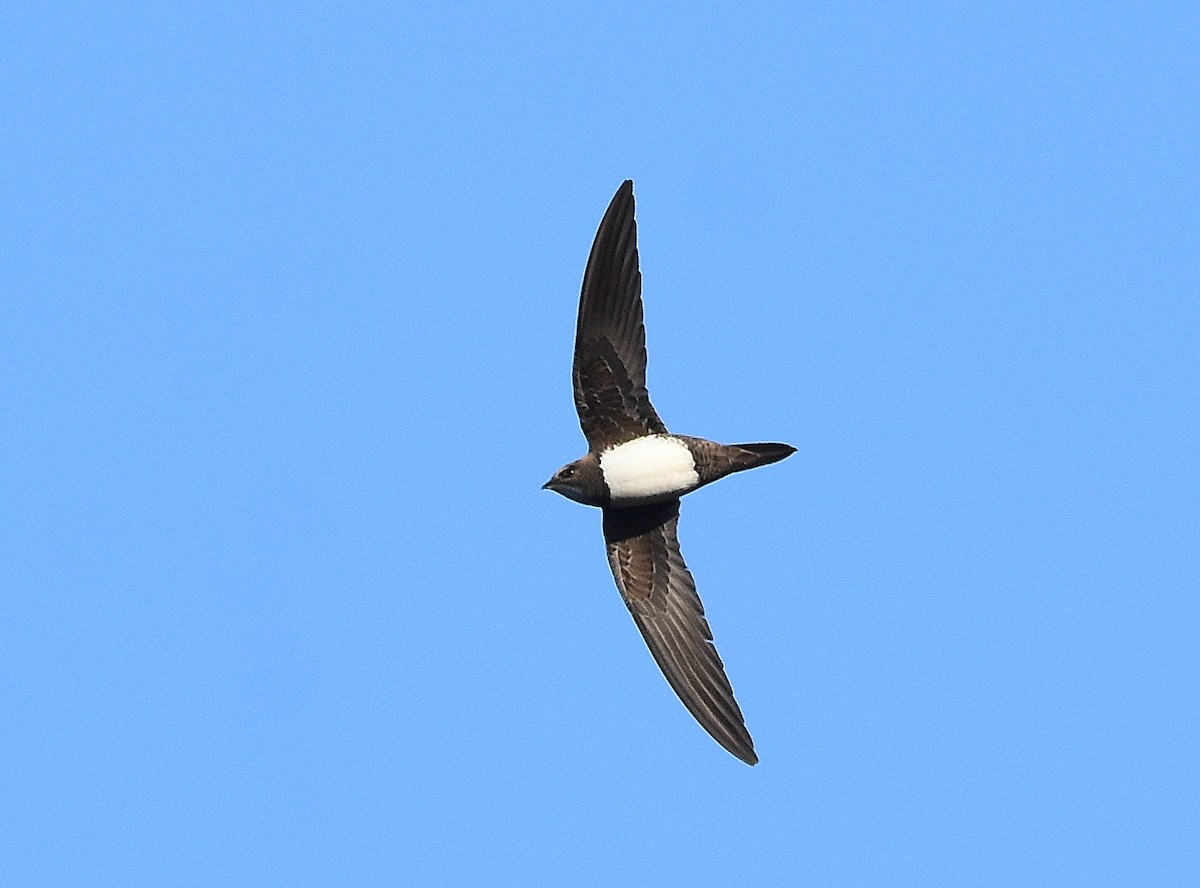 Alpine Swift - ML645676519