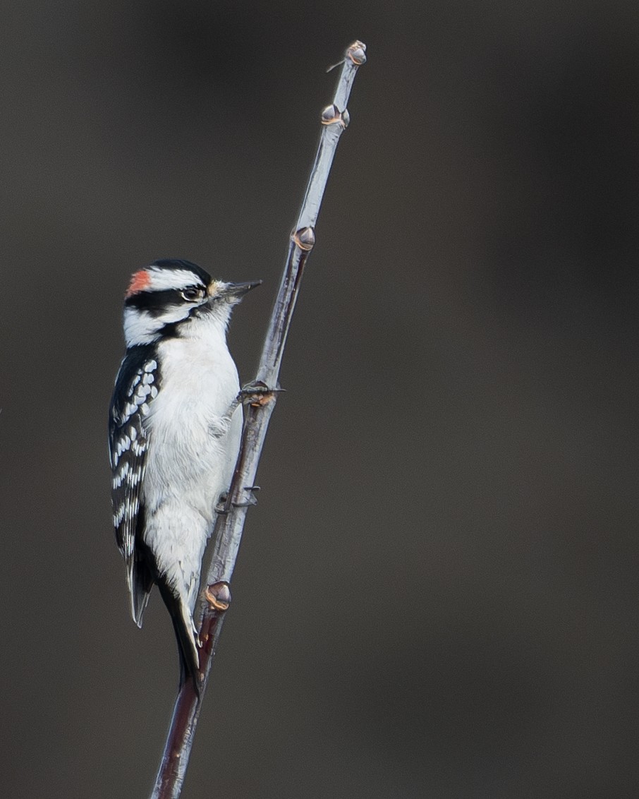 Downy Woodpecker - ML645676523