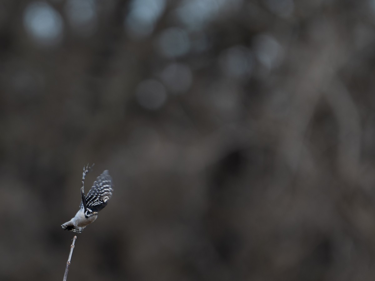 Downy Woodpecker - ML645676525