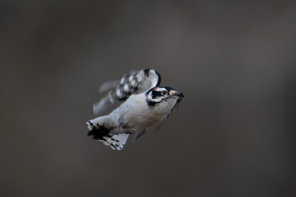 Downy Woodpecker - ML645676529
