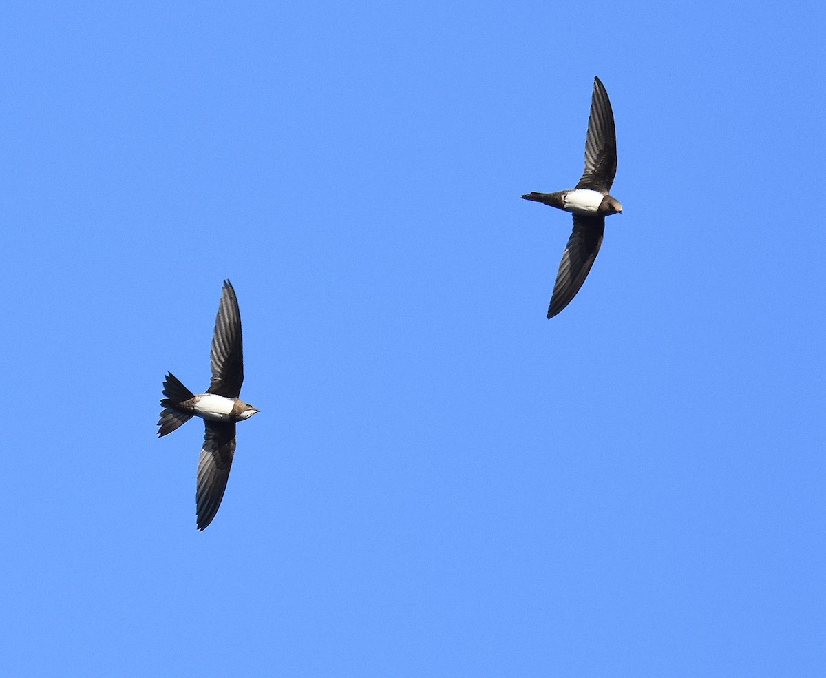 Alpine Swift - ML645676533