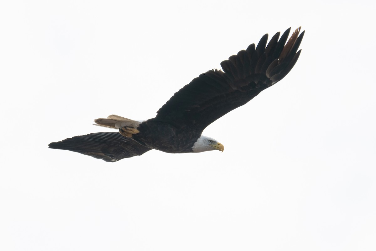 Bald Eagle - ML645676534