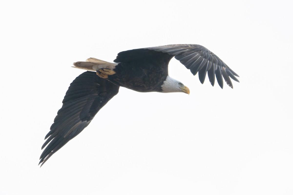 Bald Eagle - ML645676537