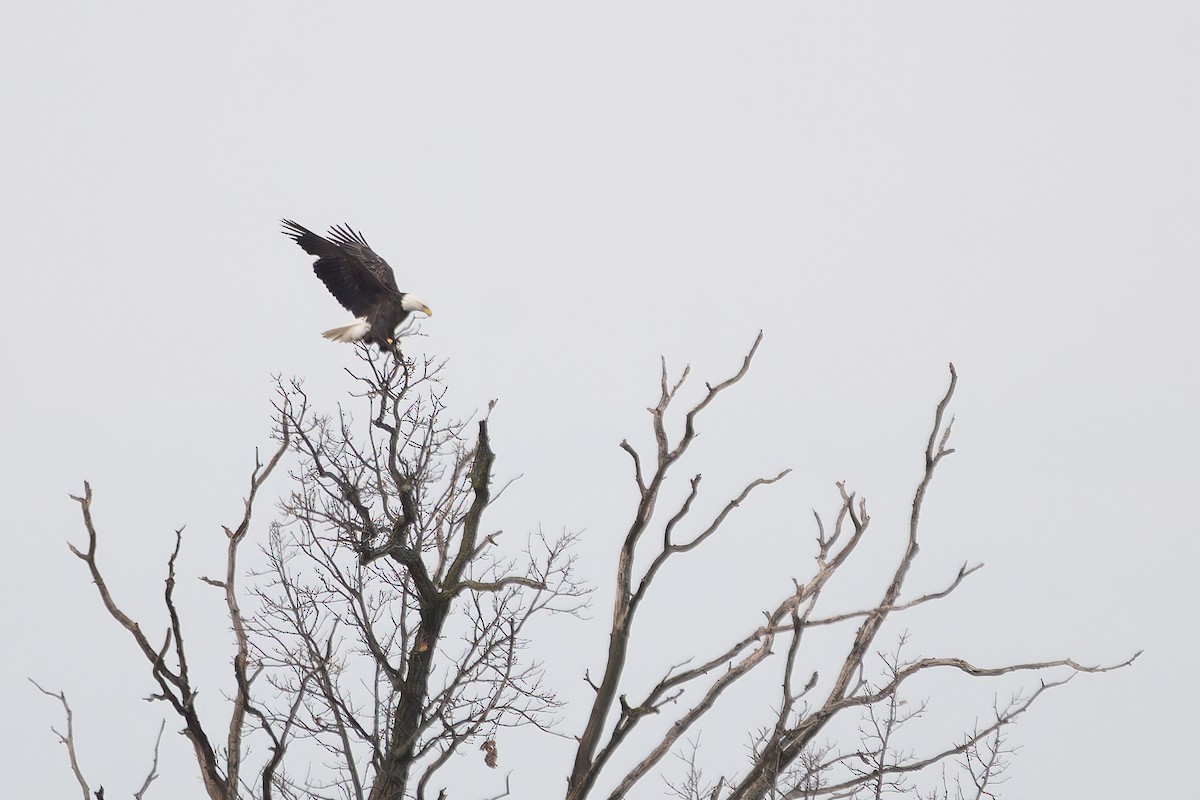 Bald Eagle - ML645676539