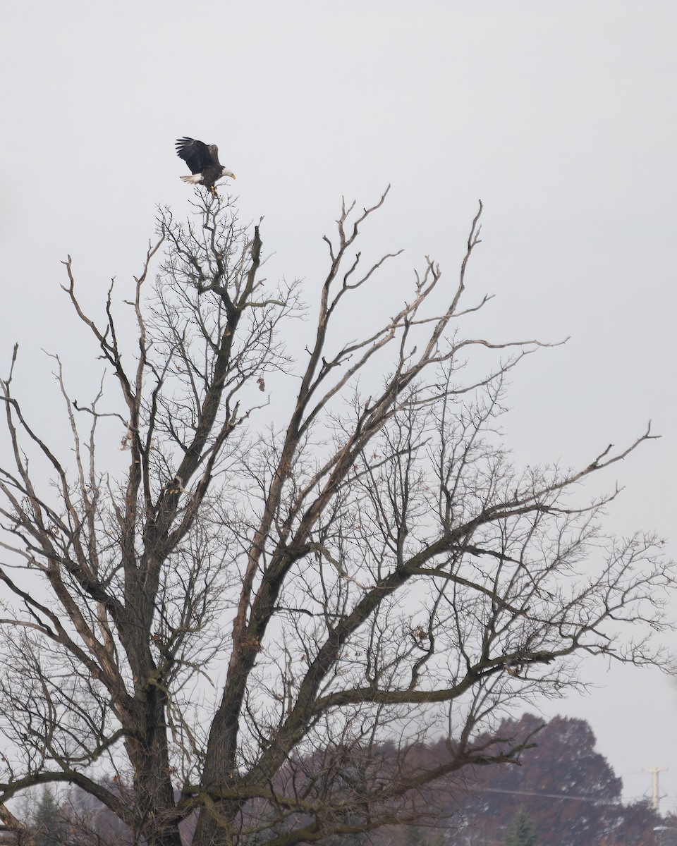Bald Eagle - ML645676542