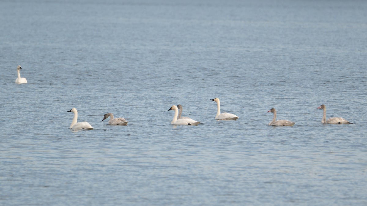 Tundra Swan - ML645676548