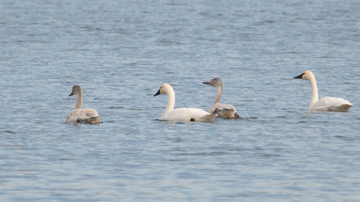 Tundra Swan - ML645676549