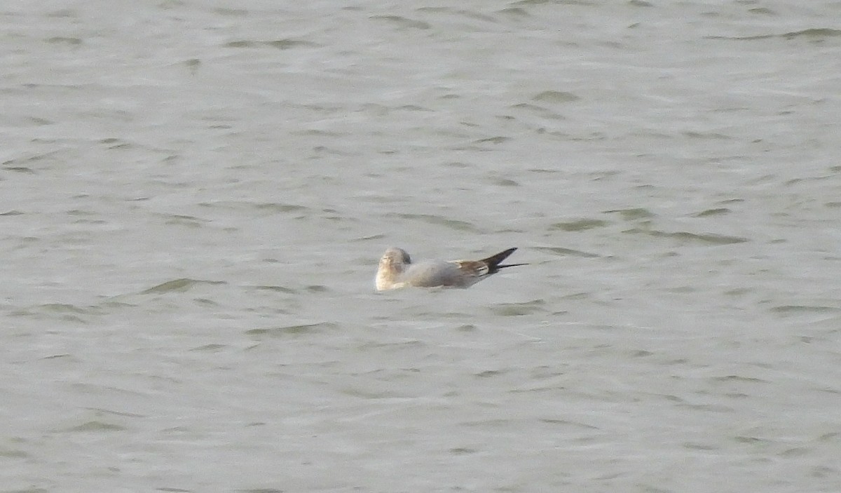 カモメ - ML645676550