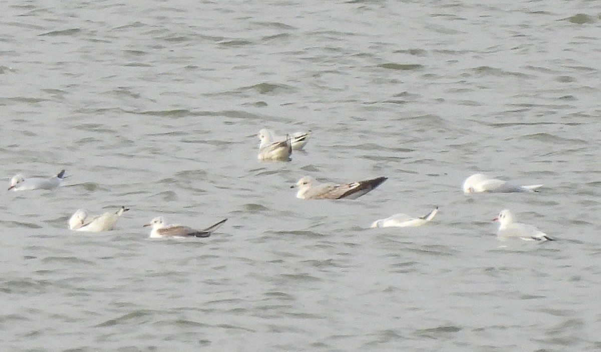 カモメ - ML645676551