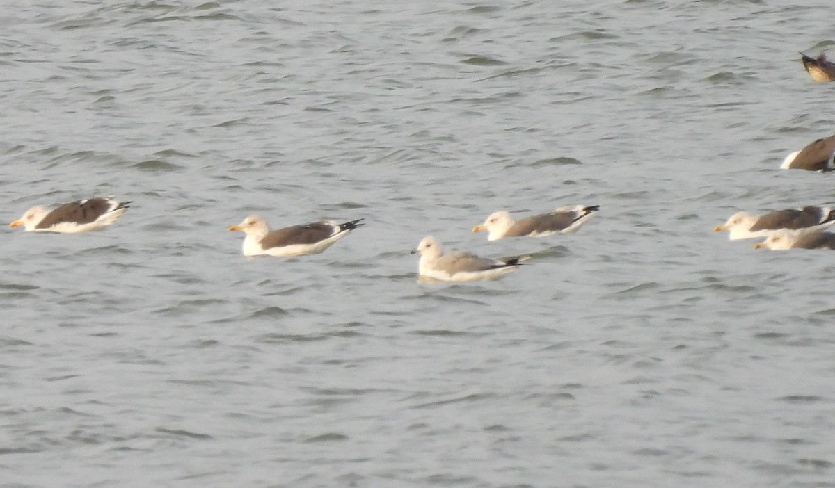 カモメ - ML645676552