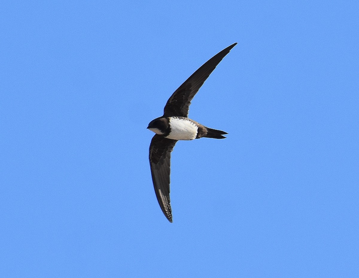 Alpine Swift - ML645676553