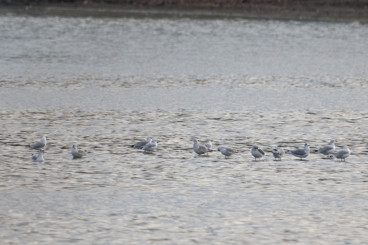 Ring-billed Gull - ML645676562