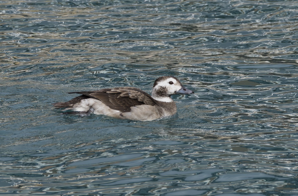 Long-tailed Duck - ML645676569