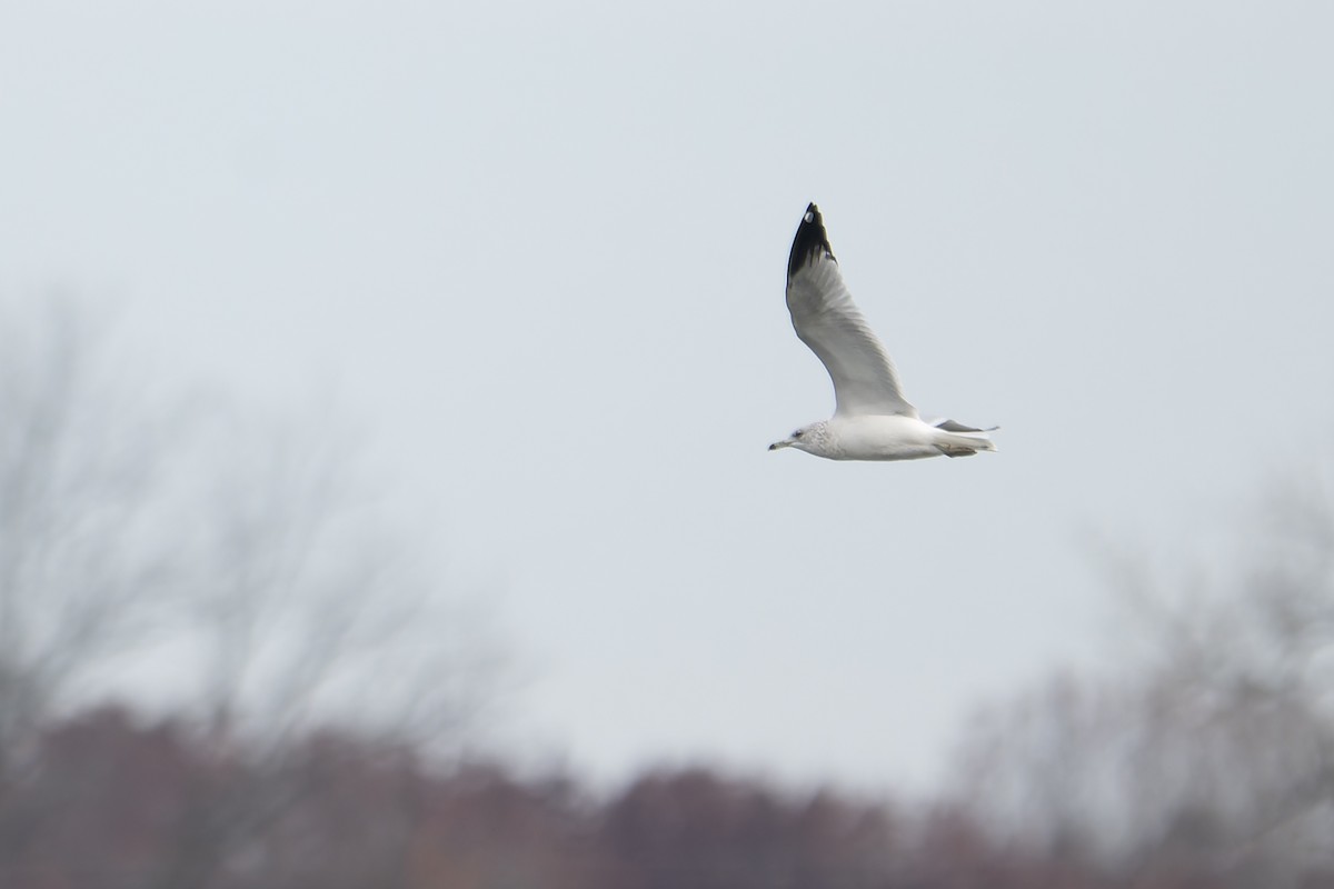 Ring-billed Gull - ML645676574