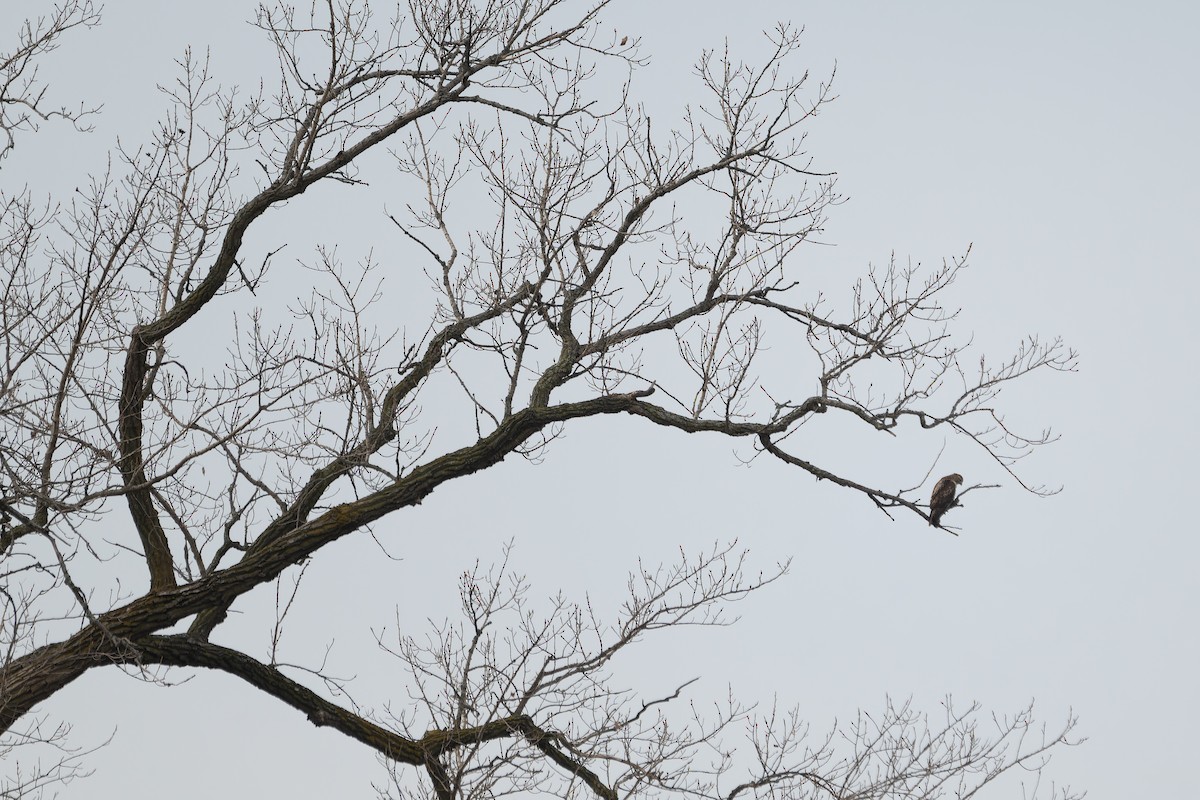 Red-tailed Hawk (borealis) - ML645676587