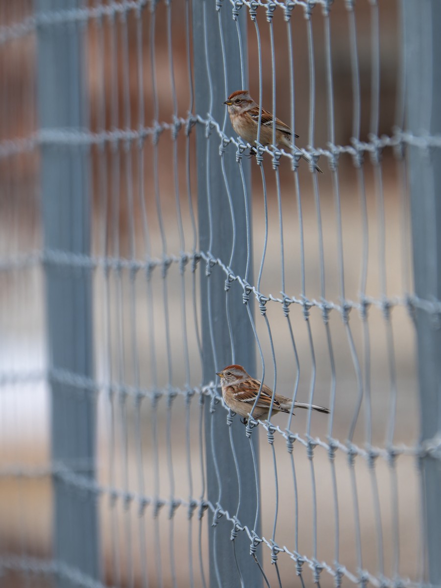 American Tree Sparrow - ML645676594