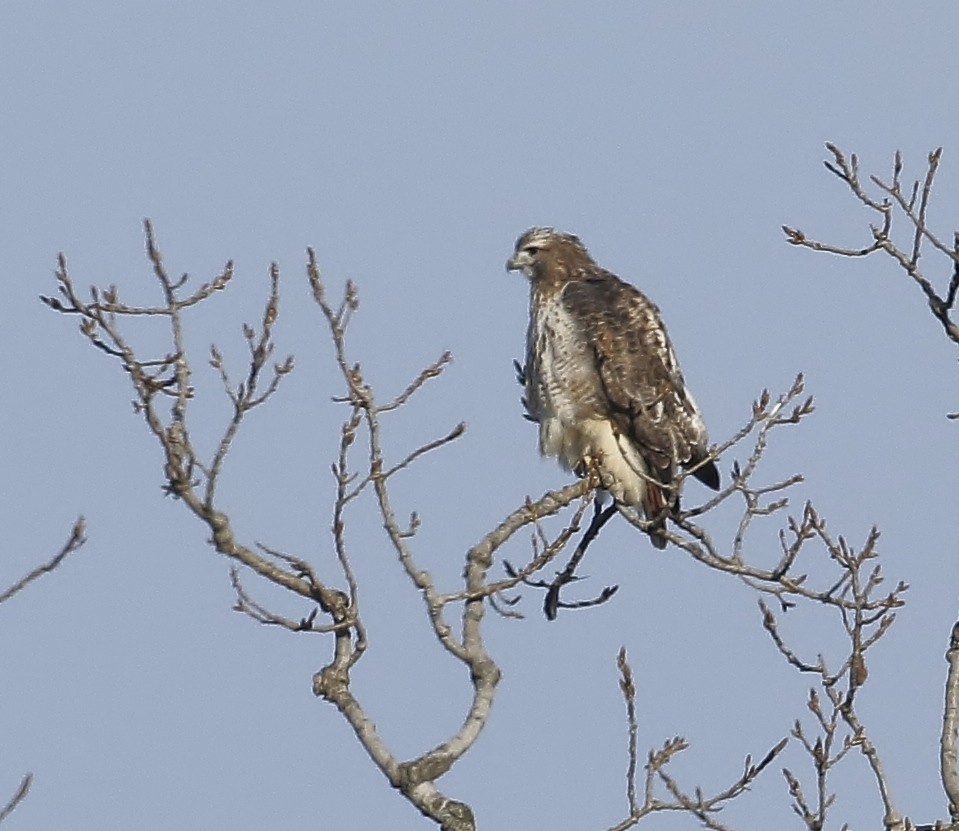 káně rudochvostá (ssp. borealis) - ML645676595