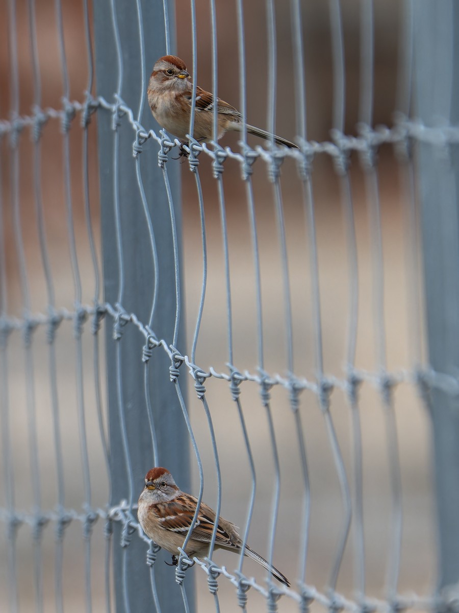 American Tree Sparrow - ML645676596