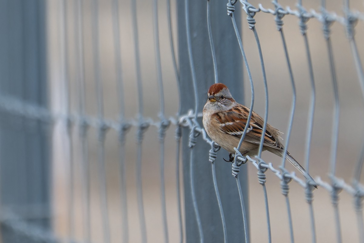 American Tree Sparrow - ML645676615