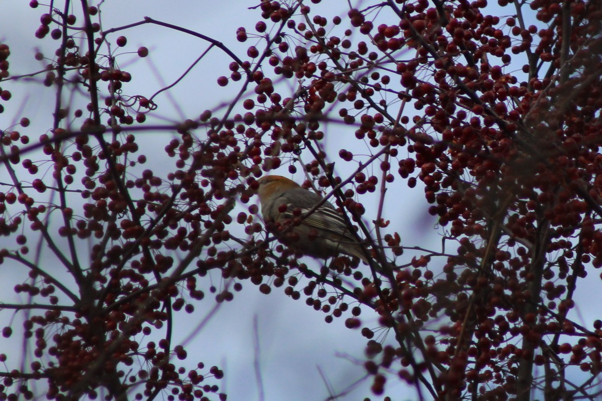 Pinu-gailupa - ML645676619