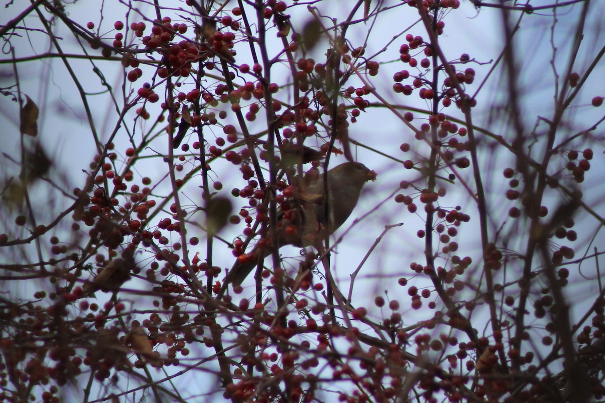 Pinu-gailupa - ML645676620