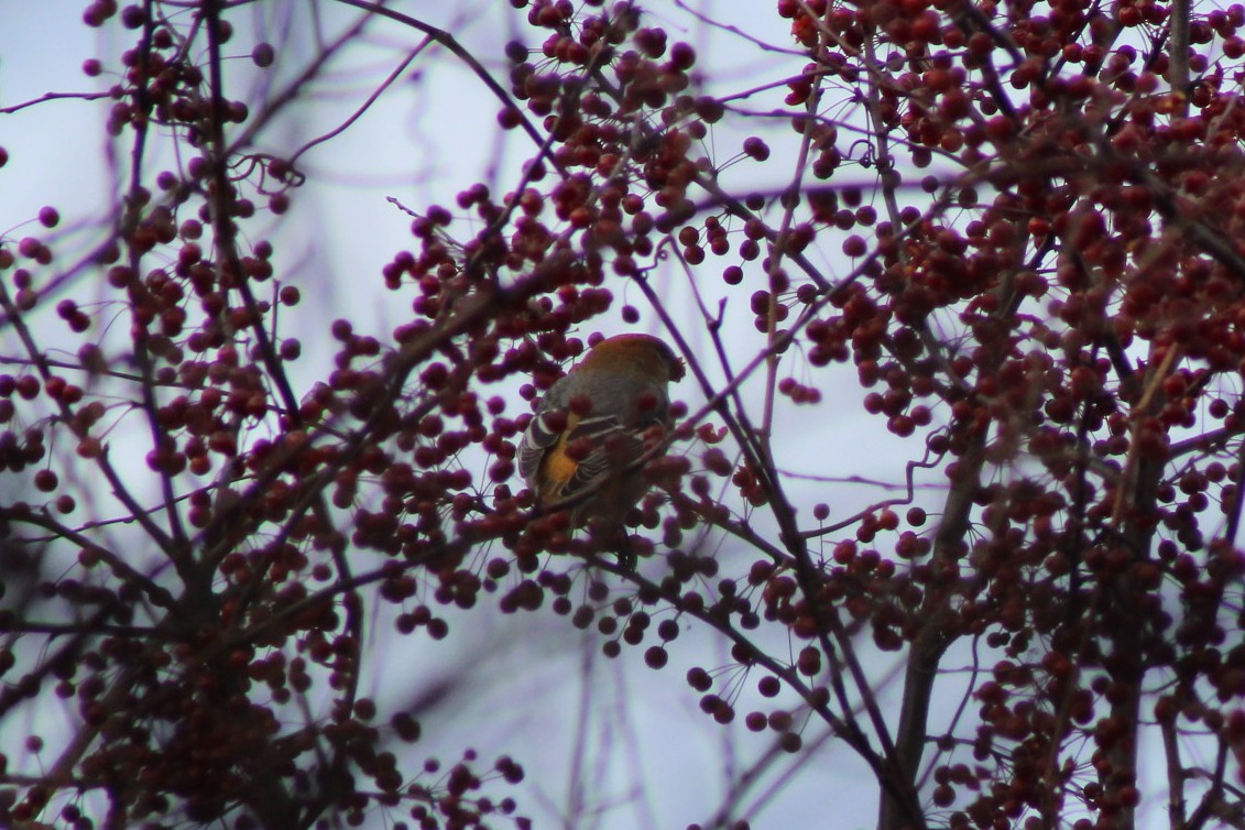 Pinu-gailupa - ML645676621