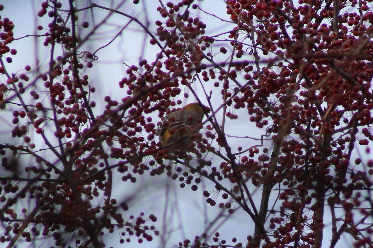 Pinu-gailupa - ML645676622